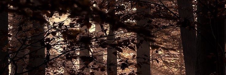 Kae 🐾's banner