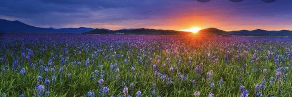 MoondanceNight Profile Banner