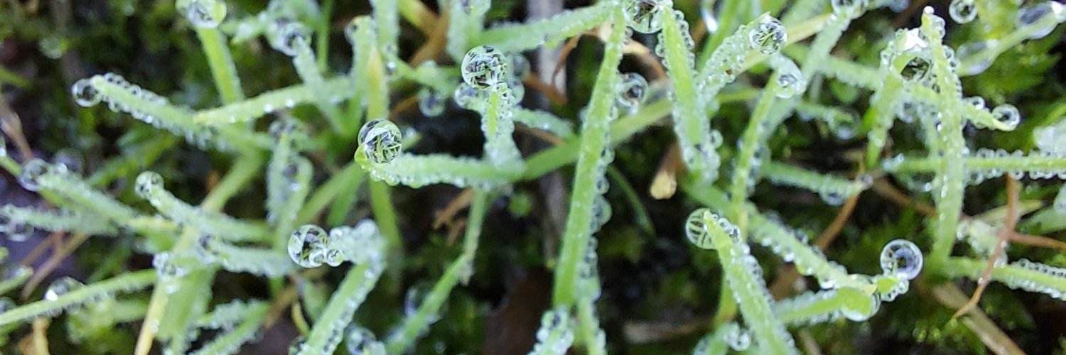 Rondaisima's profile banner image