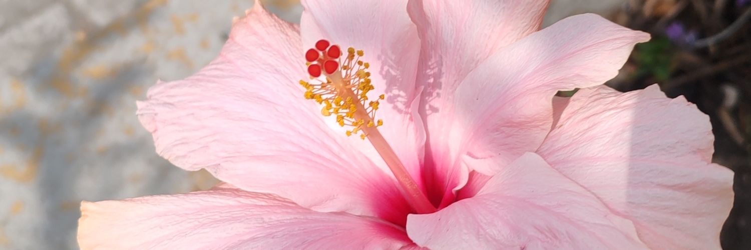 ubuntol's profile banner image