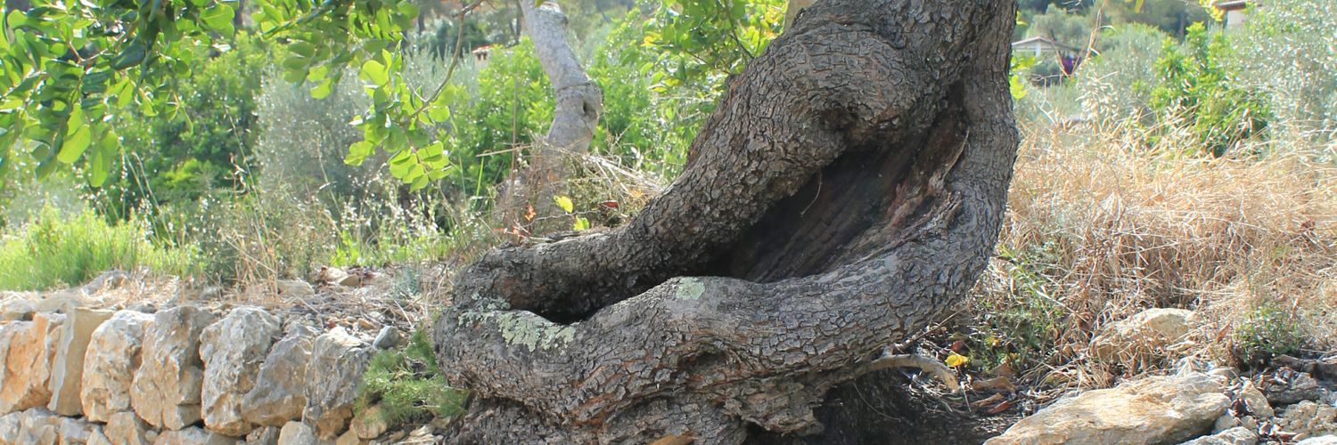 soffiereable's profile banner image