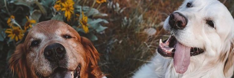 nessapaydin's profile banner image