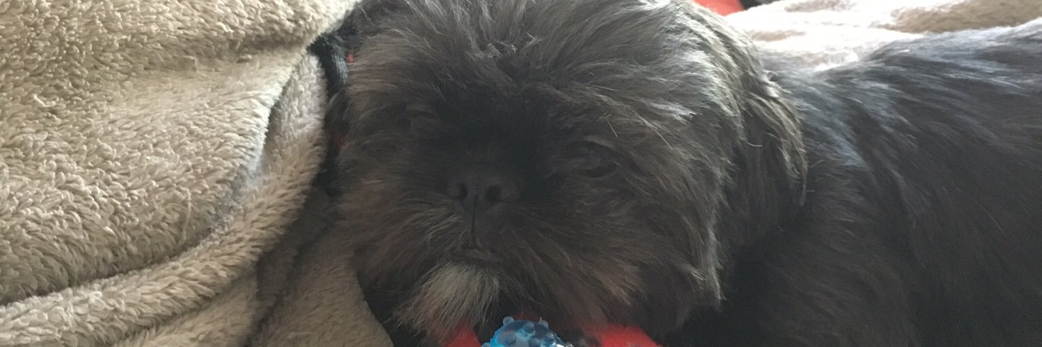 libbyehr's profile banner image