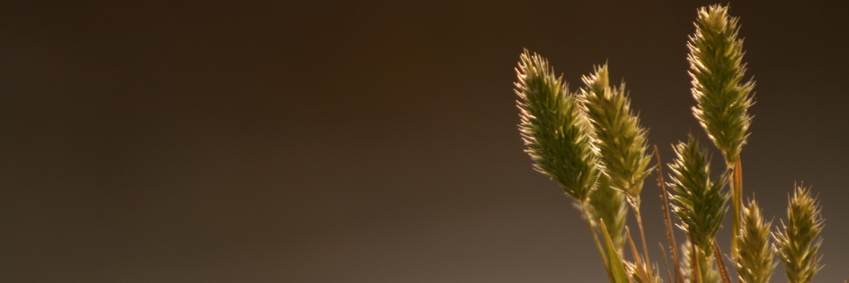Valentín Villarroel 🌻🇪🇺 banner