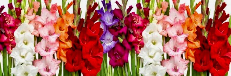 🌸 Sophie 🌼 banner