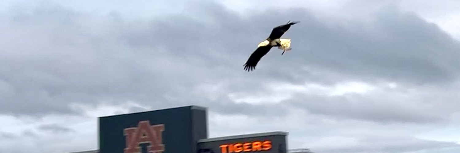 AubiesGirl 🧡💙 banner