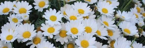 koka_bch's profile banner image
