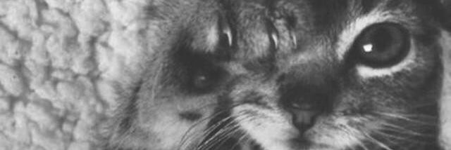 「Hazz Bann」 banner