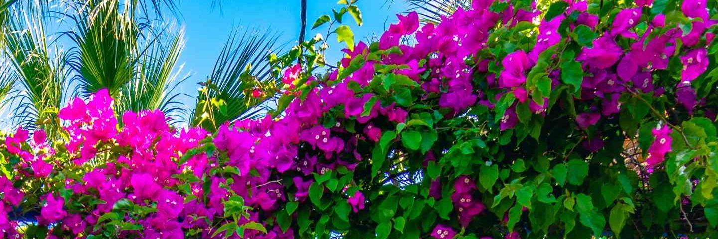 Blas72Lidia's profile banner image