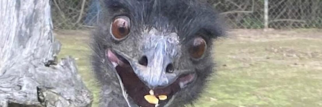 Margot McLennan 🌻 banner