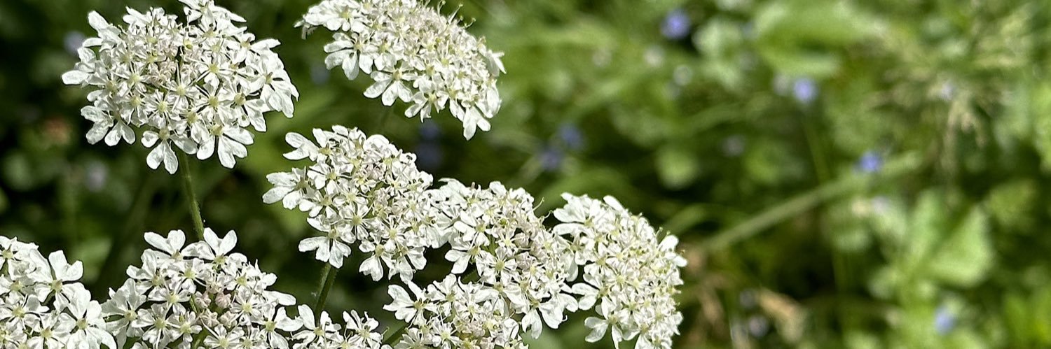 anneclarkHM's profile banner image