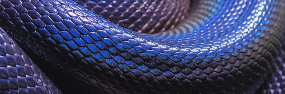 artemisingram's profile banner image