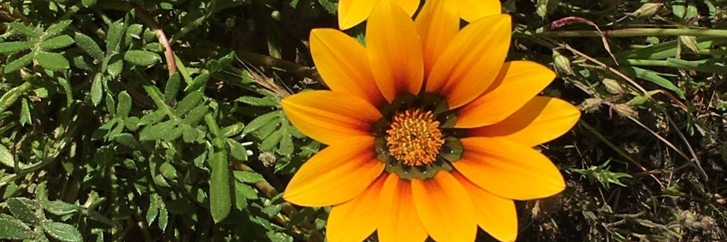 MsARM's profile banner image