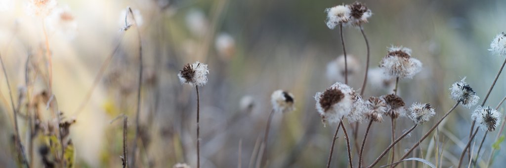 Anneska's profile banner image