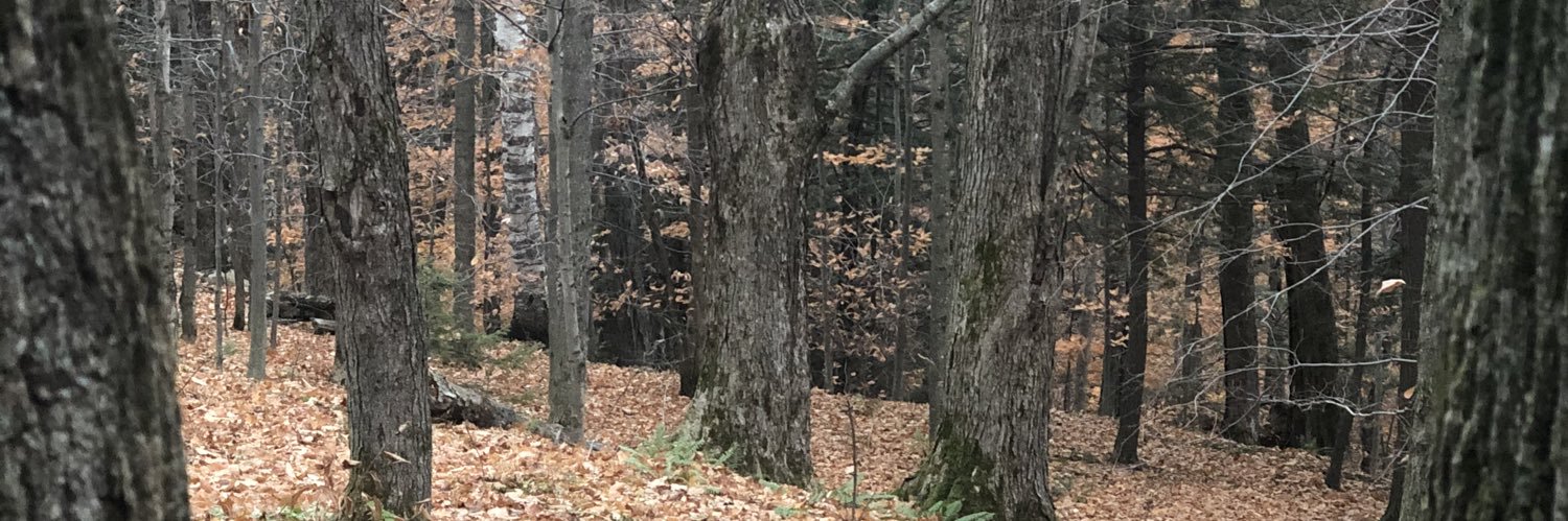 Timber_Landd's profile banner image