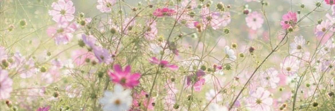 Lex ☼ banner