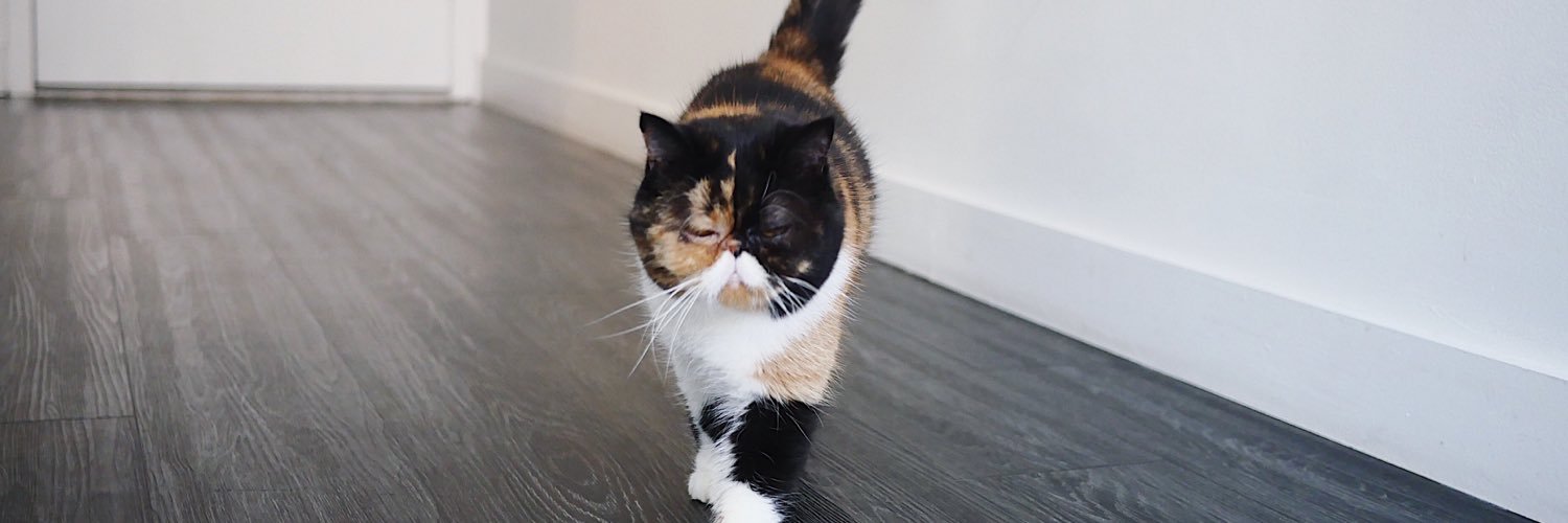 Pudge the Cat banner