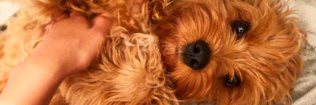 RachelFletch712's profile banner image
