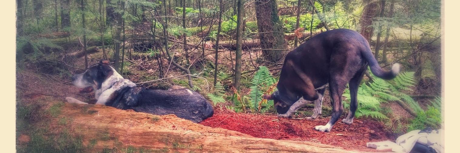 Dr. Sandy Minnis - Compassion Scholar banner