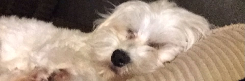 LisaLaster2's profile banner image