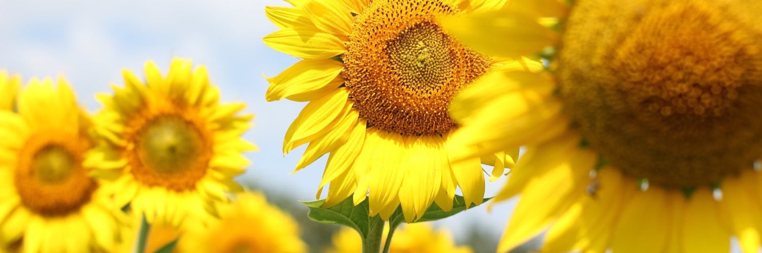 lulukrawczyk's profile banner image