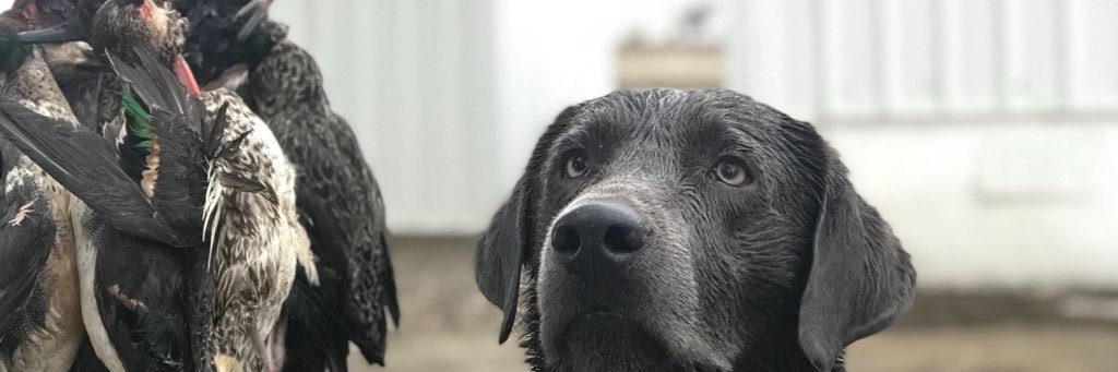 Laupua_72's profile banner image