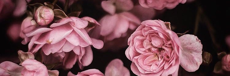 Jessy_OCossio's profile banner image