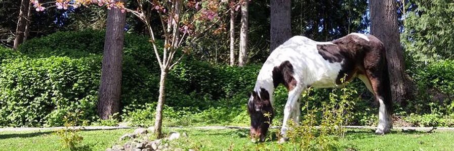 serenityequine's profile banner image