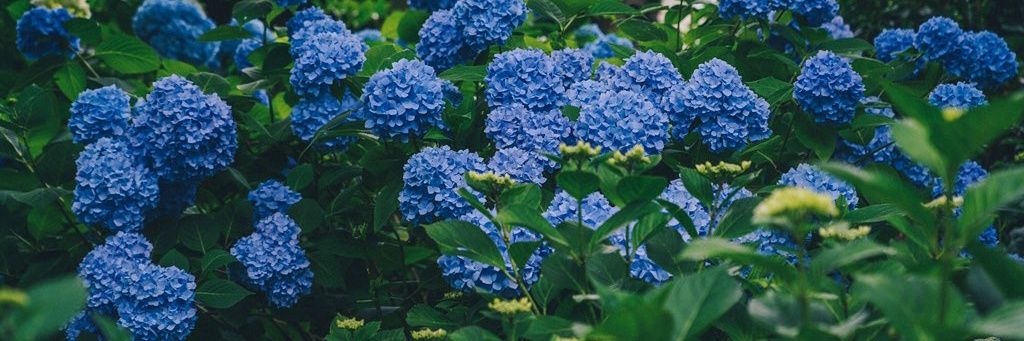 choi_raren's profile banner image