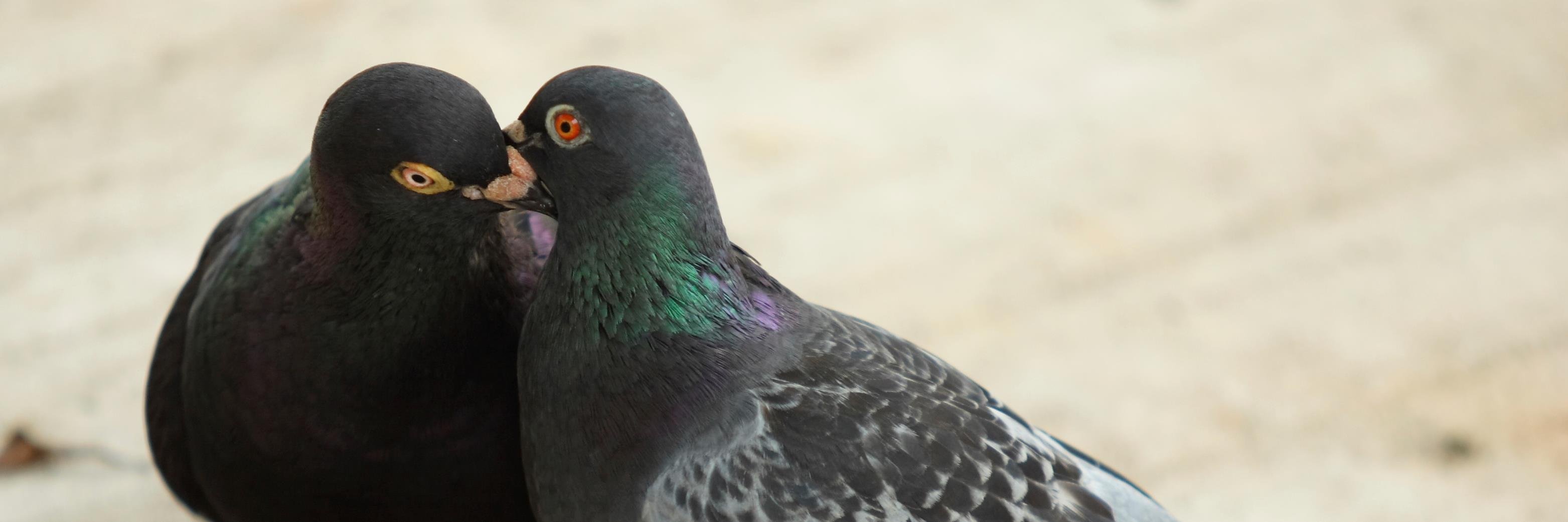 OvoControl's profile banner image