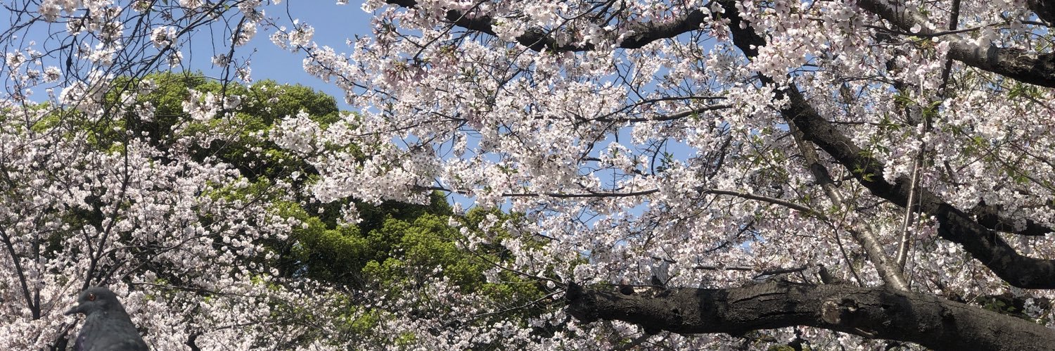 Sakurasakura117's profile banner image