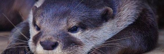 JenConroy's profile banner image