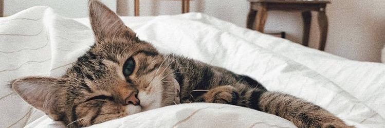 PriPimenta's profile banner image