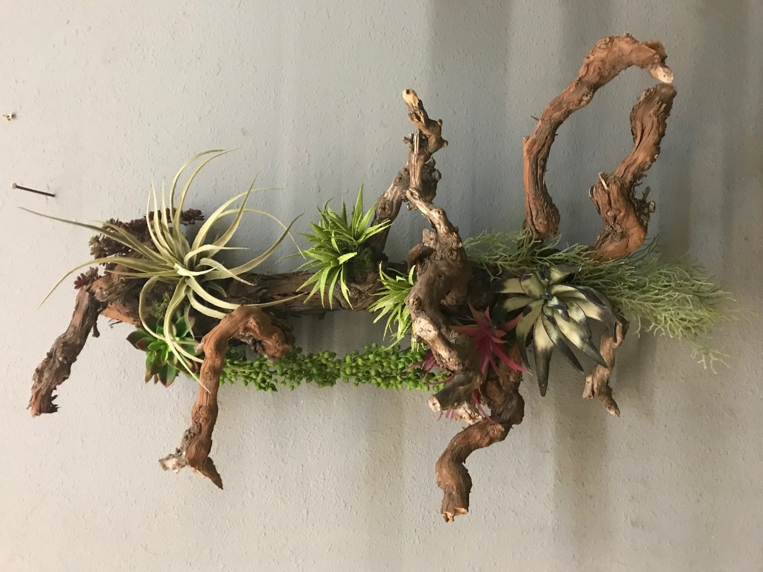 InsidePlants's profile banner image