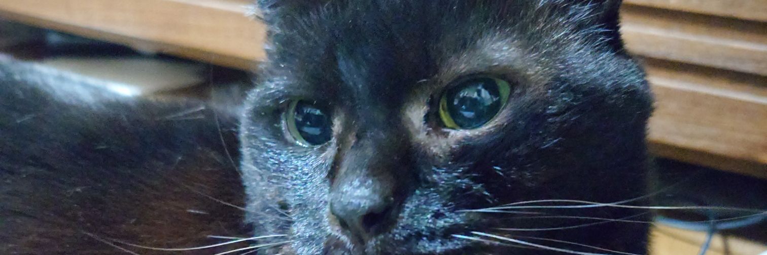 びょんごᓚᘏᗢ 残業トレーダー banner