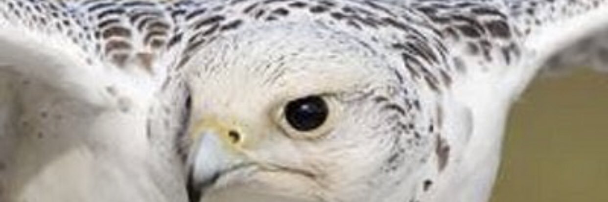 alwahs8's profile banner image