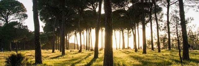 maweski's profile banner image