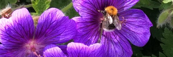 Linda D Giles banner