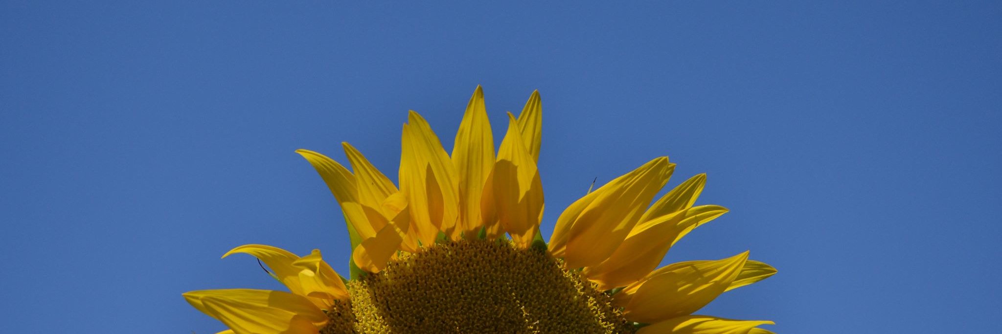SadSober's profile banner image