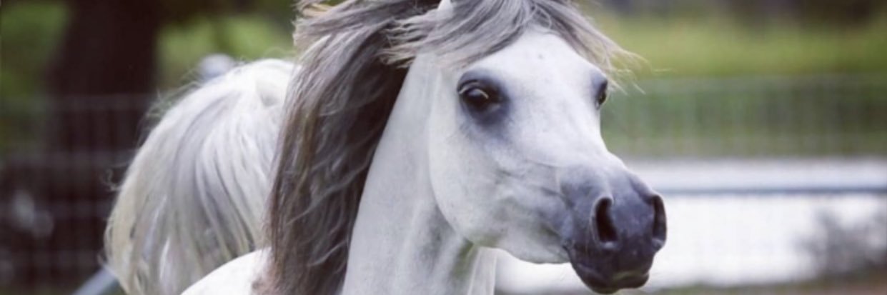 m_a_s_r's profile banner image