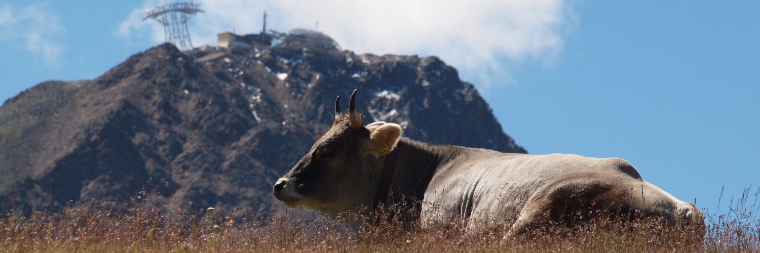 Ingmar van Dijk banner