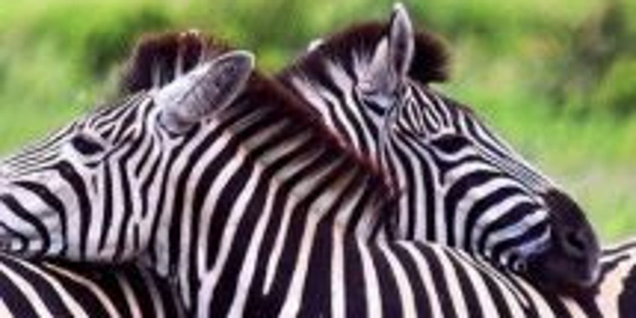 SimbaMach's profile banner image
