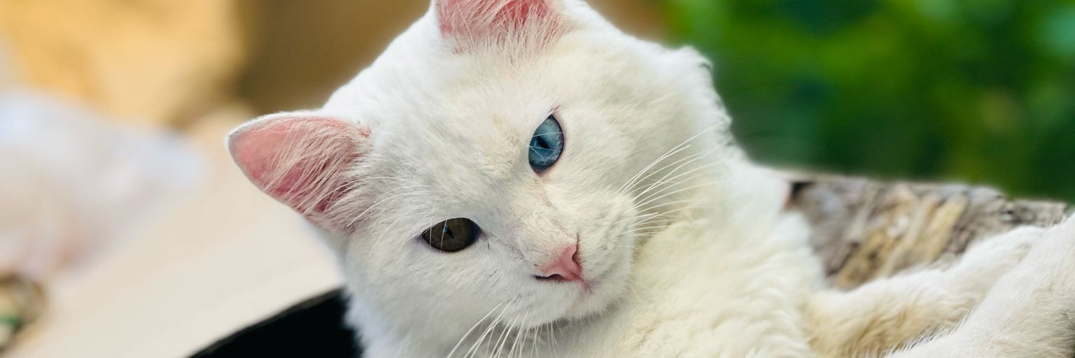 frasht_a's profile banner image