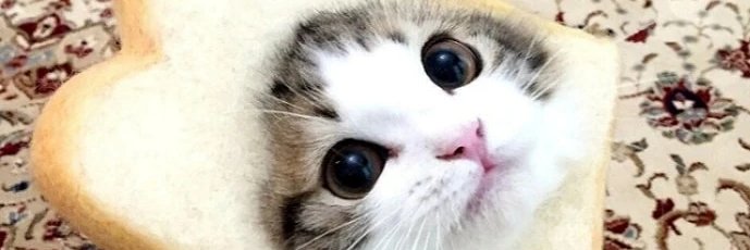 𝓔𝓵𝓮𝓰𝓪𝓷𝓽𝓵𝔂 𝓒𝓱𝓲𝓬ᴹ♚ᴶ banner