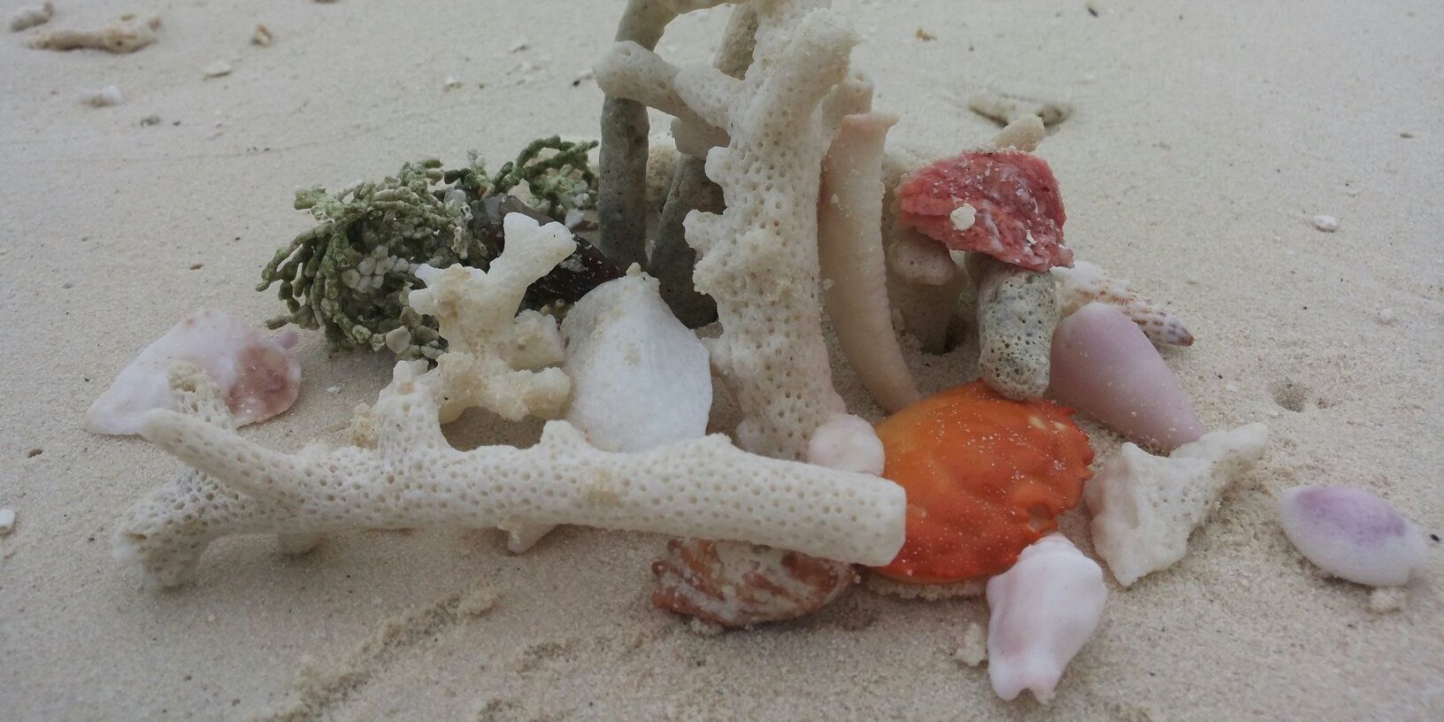 Mohamed Sinan banner