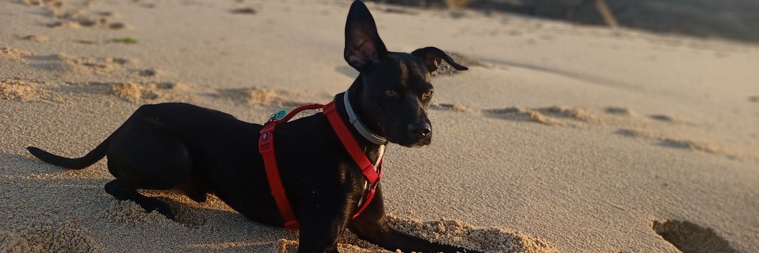 oscarbilbo's profile banner image