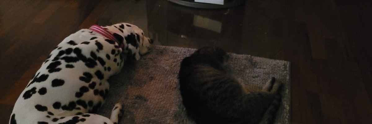 SabrinaJacob2's profile banner image