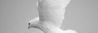 noha_alsulami's profile banner image