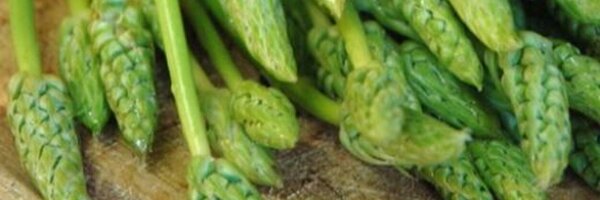 ChefBenFord Profile Banner