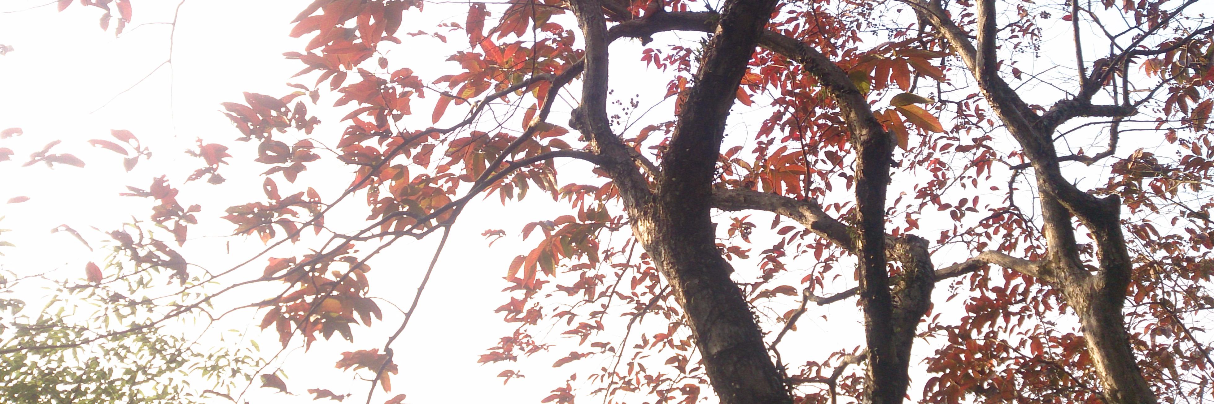_chrisyuen's profile banner image